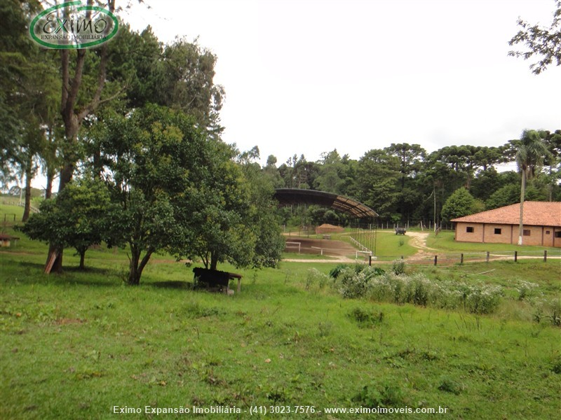 Haras para Alugar no Planta Granjas Eldorado em Piraquara
