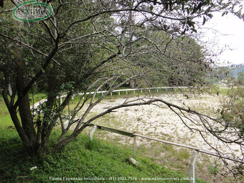 Haras para Alugar no Planta Granjas Eldorado em Piraquara