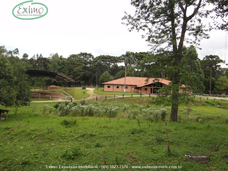 Haras para Alugar no Planta Granjas Eldorado em Piraquara