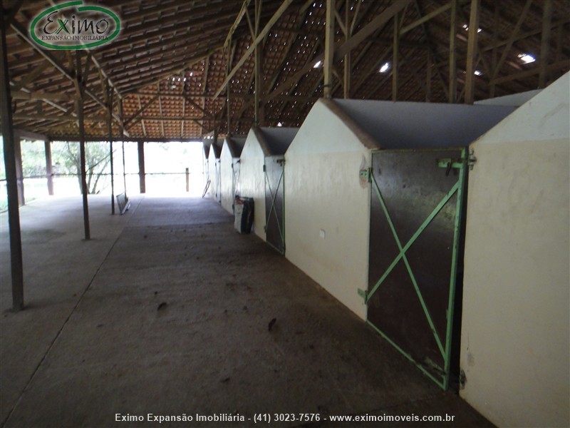 Haras para Alugar no Planta Granjas Eldorado em Piraquara